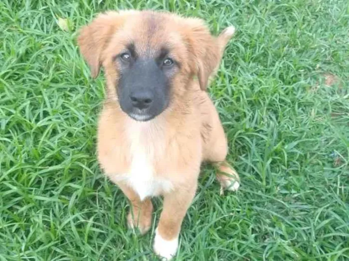 Cachorro ra a SRD-ViraLata idade 2 a 6 meses nome Princesa 