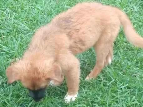 Cachorro ra a SRD-ViraLata idade 2 a 6 meses nome Princesa 