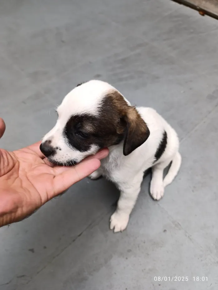 Cachorro ra a SRD-ViraLata idade Abaixo de 2 meses nome Amora