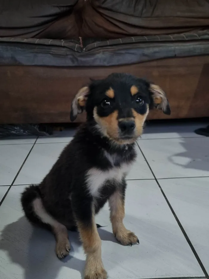 Cachorro ra a SRD-ViraLata idade 2 a 6 meses nome Sem Nome