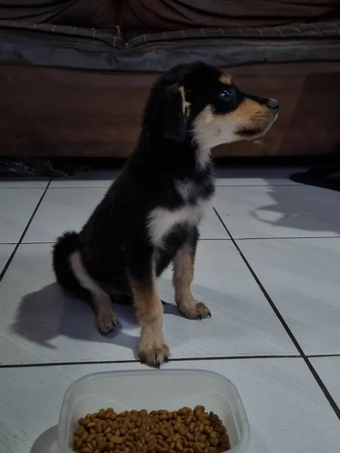 Cachorro ra a SRD-ViraLata idade 2 a 6 meses nome Sem Nome