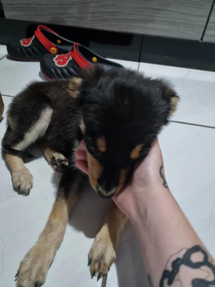 Cachorro ra a SRD-ViraLata idade 2 a 6 meses nome Sem Nome