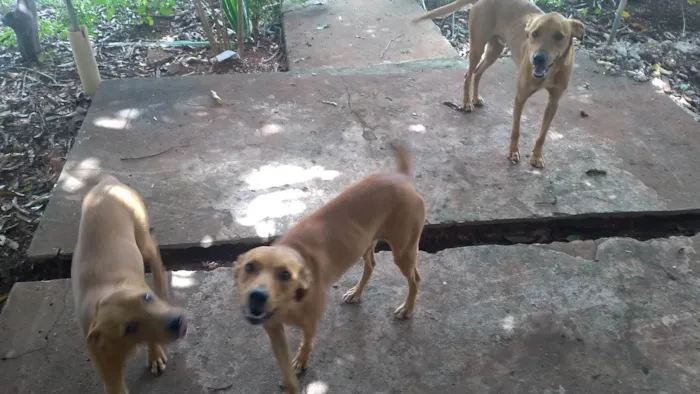 Cachorro ra a SRD-ViraLata idade 7 a 11 meses nome Não sei