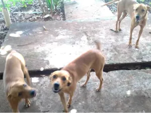 Cachorro raça SRD-ViraLata idade 7 a 11 meses nome Não sei