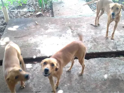 Cachorro raça SRD-ViraLata idade 7 a 11 meses nome Não sei