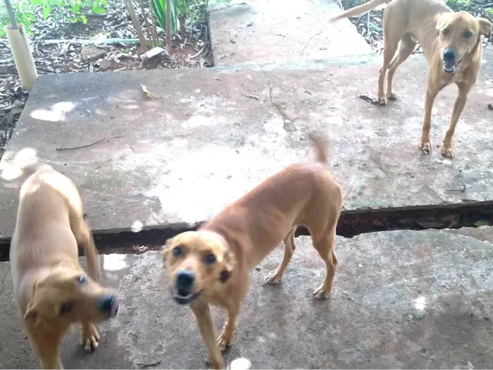 Cachorro ra a SRD-ViraLata idade 7 a 11 meses nome Não sei