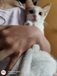 Mel