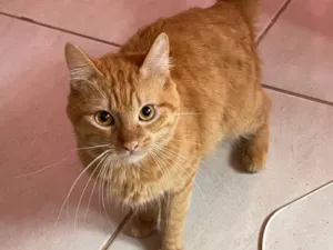 Gato raça SRD-ViraLata idade 1 ano nome Niño 