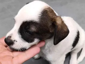 Cachorro raça SRD-ViraLata idade Abaixo de 2 meses nome Amora