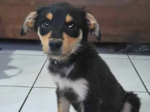 Cachorro raça SRD-ViraLata idade 2 a 6 meses nome Sem Nome