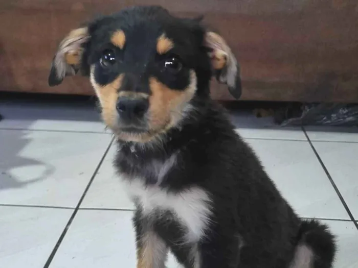 Cachorro ra a SRD-ViraLata idade 2 a 6 meses nome Sem Nome