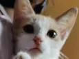 Mel