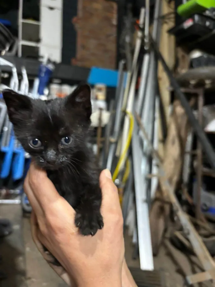 Gato ra a SRD-ViraLata idade Abaixo de 2 meses nome Não possui 