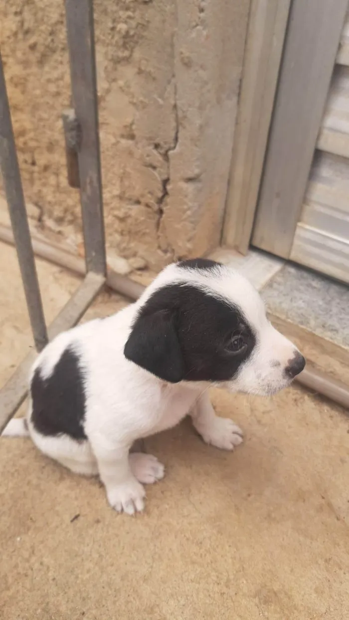 Cachorro ra a SRD-ViraLata idade Abaixo de 2 meses nome Késia Albuquerque 