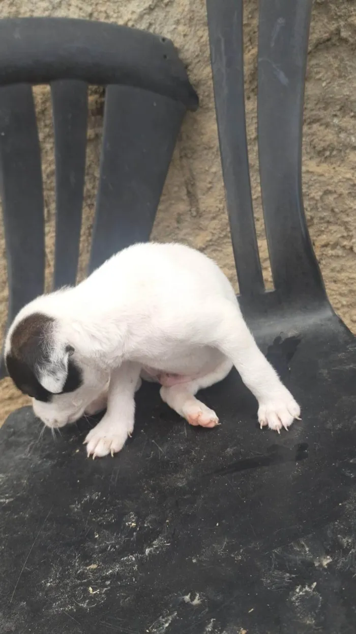 Cachorro ra a SRD-ViraLata idade Abaixo de 2 meses nome Késia Albuquerque 