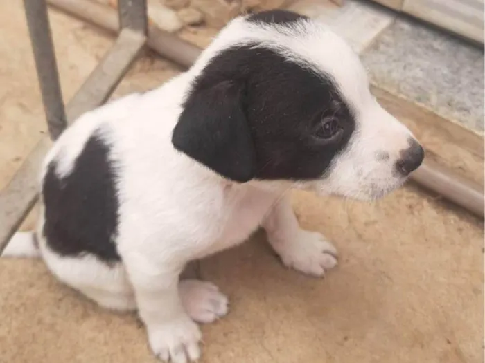 Cachorro ra a SRD-ViraLata idade Abaixo de 2 meses nome Késia Albuquerque 