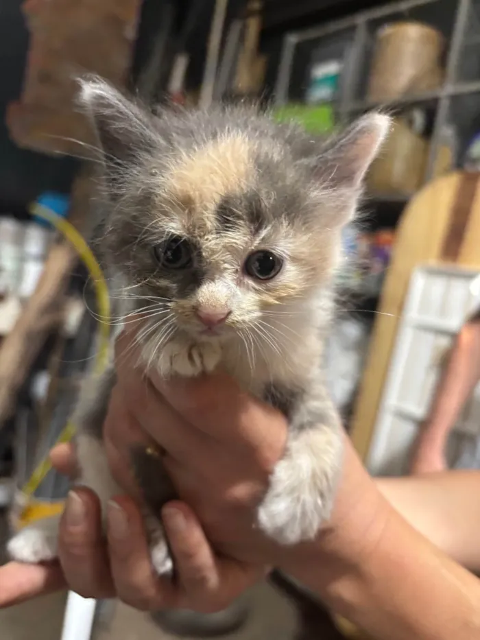 Gato ra a SRD-ViraLata idade Abaixo de 2 meses nome Não possui 