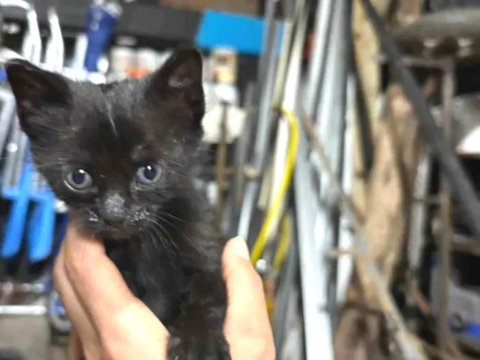 Gato ra a SRD-ViraLata idade Abaixo de 2 meses nome Não possui 