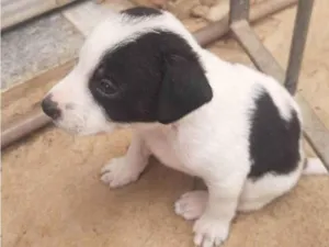 Cachorro raça SRD-ViraLata idade Abaixo de 2 meses nome Késia Albuquerque 