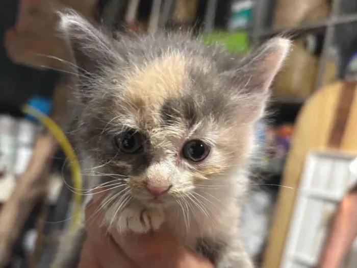 Gato ra a SRD-ViraLata idade Abaixo de 2 meses nome Não possui 