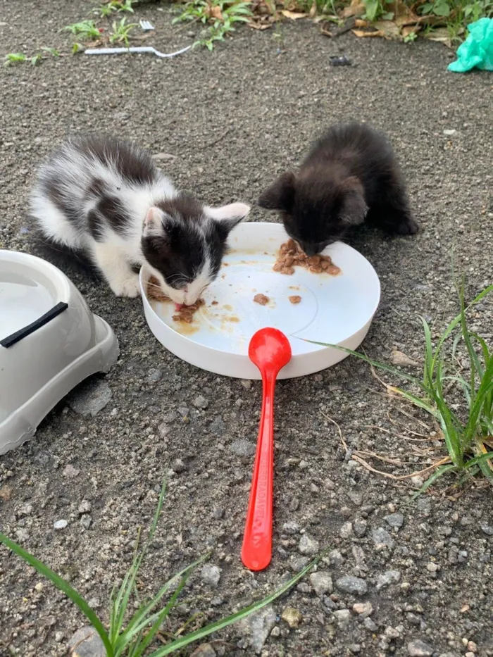 Gato ra a SRD-ViraLata idade Abaixo de 2 meses nome Gatinhos encontrados na rua 