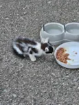 Gatinhos encontrados na rua 