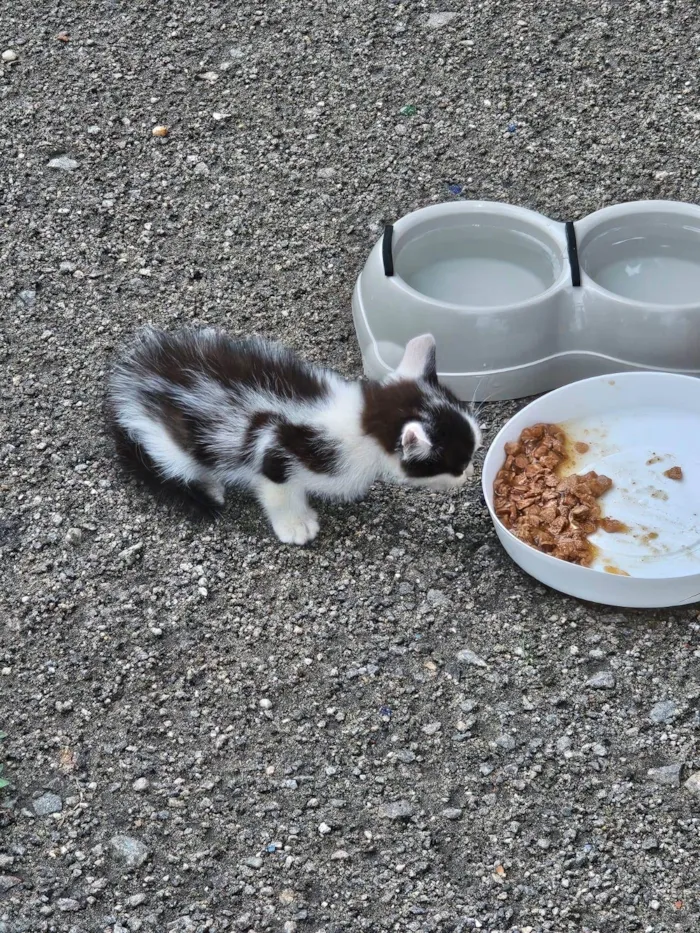 Gato ra a SRD-ViraLata idade Abaixo de 2 meses nome Gatinhos encontrados na rua 