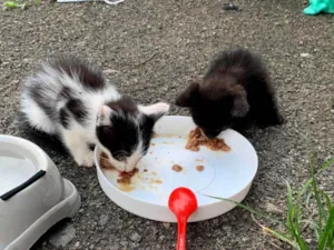 Gato raça SRD-ViraLata idade Abaixo de 2 meses nome Gatinhos encontrados na rua 