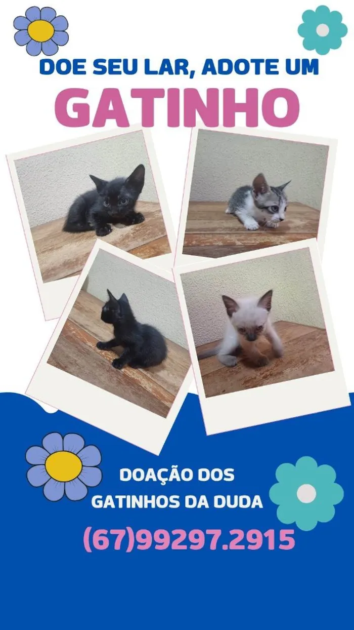 Gato ra a SRD-ViraLata idade 7 a 11 meses nome Branquinho 