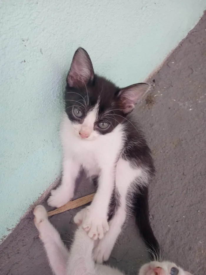 Gato ra a SRD-ViraLata idade 2 a 6 meses nome Pituxa 