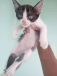 Pituxa