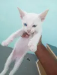 Pituxa