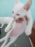 Pituxa