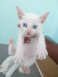 Pituxa