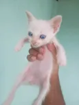 Pituxa
