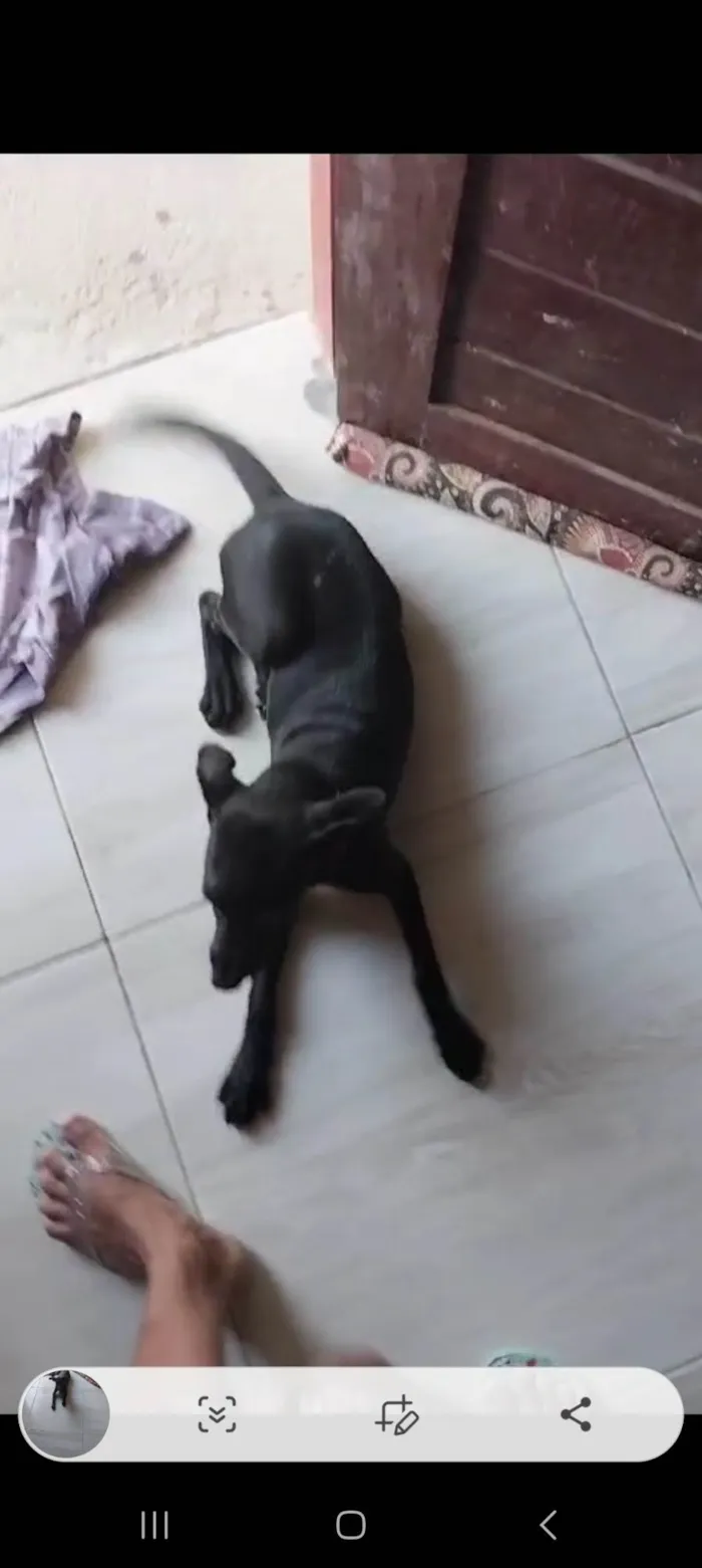 Cachorro ra a SRD-ViraLata idade 2 a 6 meses nome Neguinha 