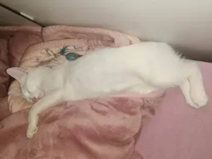 Gato raça SRD-ViraLata idade 2 a 6 meses nome Mimi