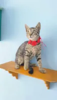 MAITÊ