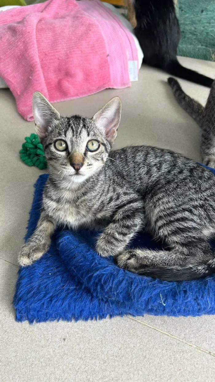 Gato ra a SRD-ViraLata idade 2 a 6 meses nome MAITÊ 