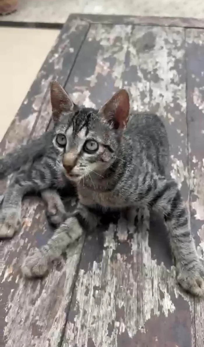 Gato ra a SRD-ViraLata idade 2 a 6 meses nome MAITÊ 