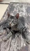 MAITÊ