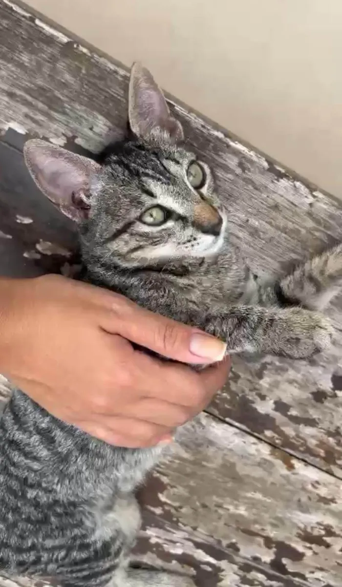 Gato ra a SRD-ViraLata idade 2 a 6 meses nome MAITÊ 