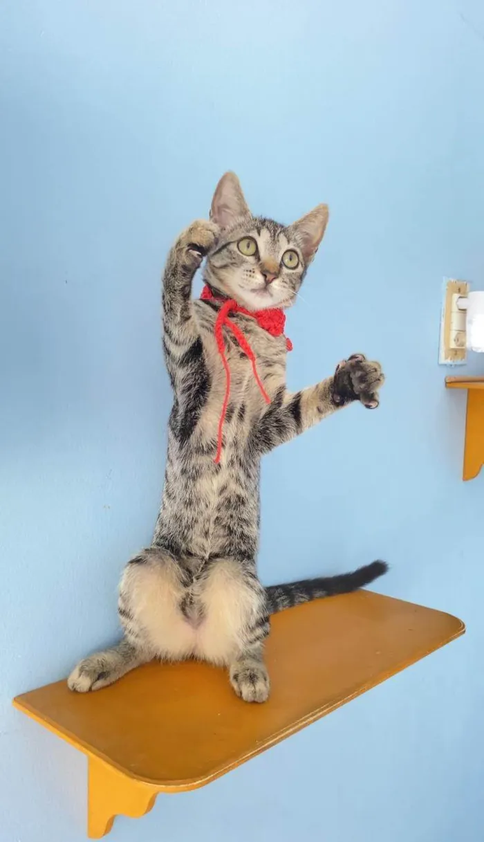Gato ra a SRD-ViraLata idade 2 a 6 meses nome MAITÊ 