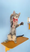 MAITÊ
