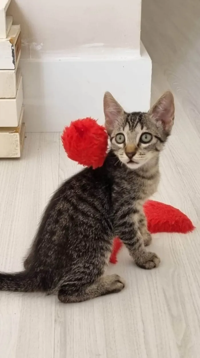 Gato ra a SRD-ViraLata idade 2 a 6 meses nome MAITÊ 