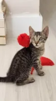MAITÊ