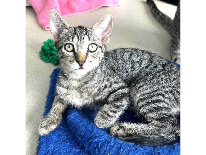 Gato ra a SRD-ViraLata idade 2 a 6 meses nome MAITÊ 