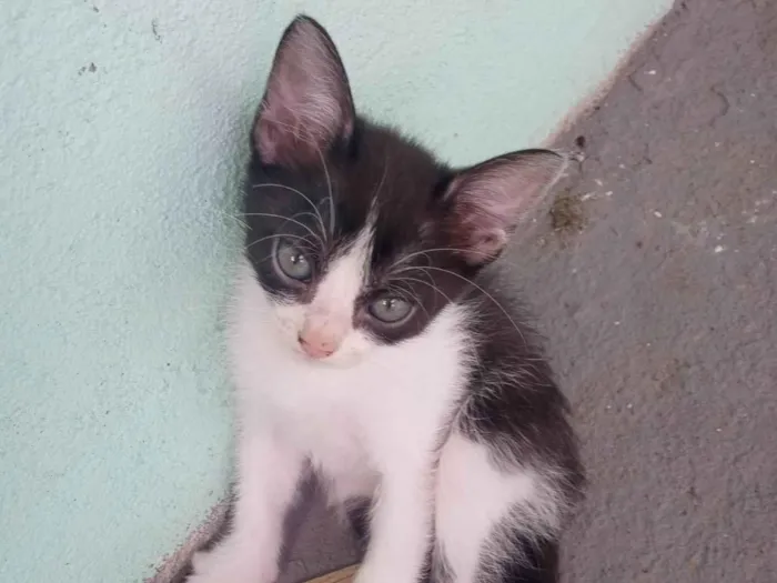 Gato ra a SRD-ViraLata idade 2 a 6 meses nome Pituxa 