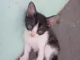 Pituxa