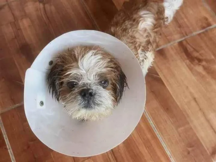 Cachorro ra a Shitzu idade 6 ou mais anos nome Snnopy